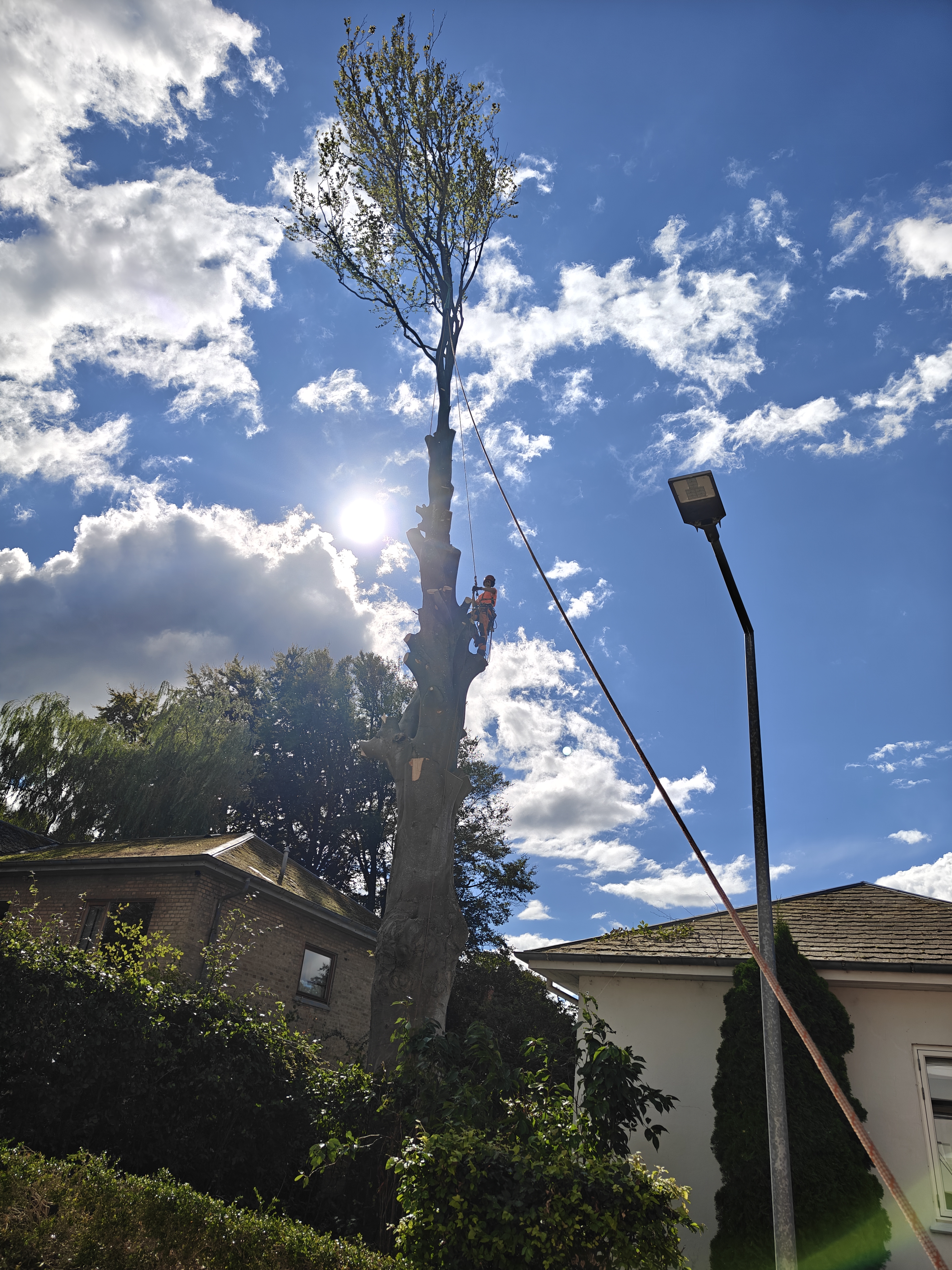 Certificeret arborist fra DK Landskab ApS ved arbejde i Nordsjælland
